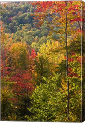 Framed Fall in a Forest in Grafton, New Hampshire Print