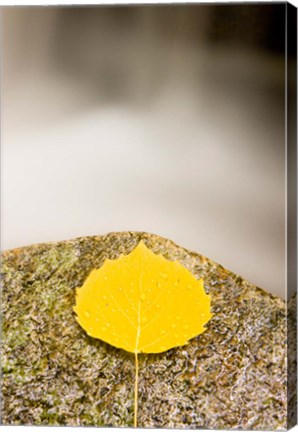 Framed aspen leaf next to a stream in a Forest in Grafton, New Hampshire Print