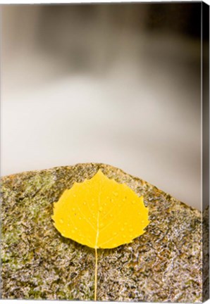 Framed aspen leaf next to a stream in a Forest in Grafton, New Hampshire Print