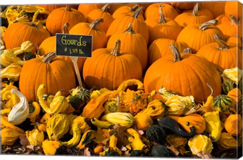 Framed Gourds at the Moulton Farm, Meredith, New Hampshire Print