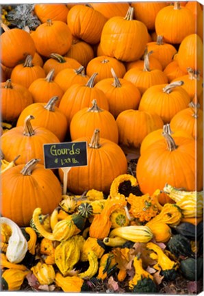 Framed Gourds, Meredith, New Hampshire Print