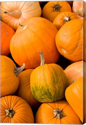 Framed Pumpkins at the Moulton Farm, Meredith, New Hampshire Print