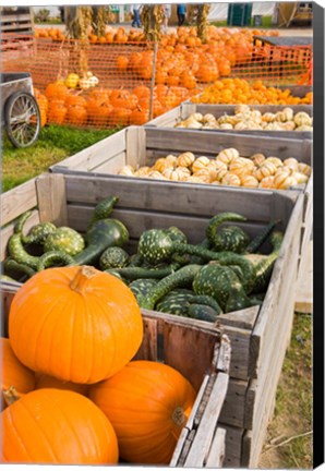 Framed Pumpkins and gourds at the Moulton Farm, Meredith, New Hampshire Print