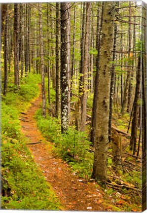 Framed trail around Ammonoosuc Lake, White Mountain National Forest, New Hampshire Print