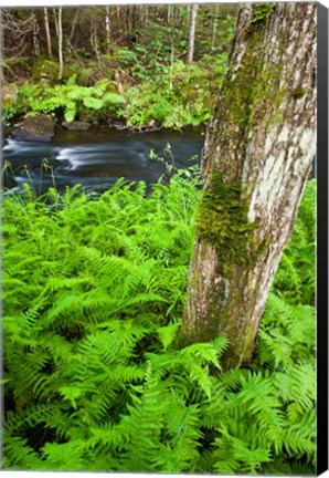 Framed Fern flora, Greenough Brook, New Hampshire Print