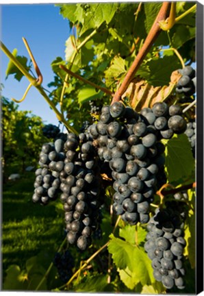 Framed Vineyards in Candia, New Hampshire Print