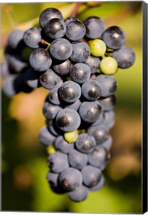 Framed Marechal Foch grapes at the vineyard at Jewell Towne Vineyards, South Hampton, New Hampshire Print