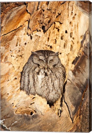 Framed Eastern Screech Owl, Rye, New Hampshire Print