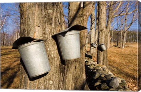 Framed Sugar maple trees in Lyme, New Hampshire Print