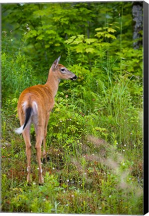 Framed Whitetail deer, Pittsburg, New Hampshire Print