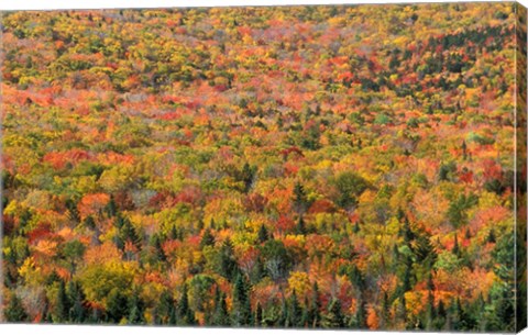 Framed New Hampshire, White Mountains, Autumn Print