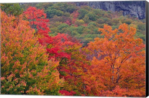 Framed Bemis Falls Trail, Crawford Notch State Park, New Hampshire Print