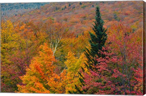 Framed Autumn at Flume Area, Franconia Notch State Park, New Hampshire Print