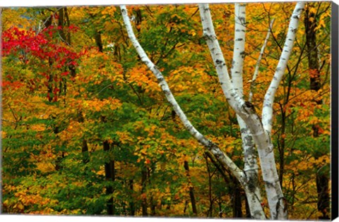 Framed Autumn at Ripley Falls Trail, Crawford Notch SP, New Hampshire Print