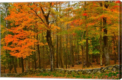 Framed Stone Wall, Sugar Hill, New Hampshire Print