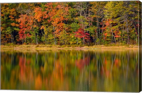 Framed Reflected autumn colors at Echo Lake State Park, New Hampshire Print