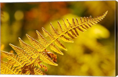 Framed New Hampshire, Fern frond flora Print