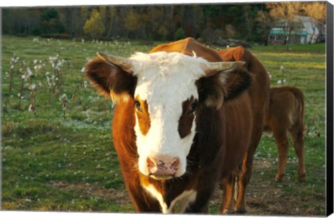 Framed New Hampshire, Farm Animal, Autumn Print