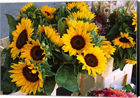 Framed Market Sunflowers, Nice, France Print