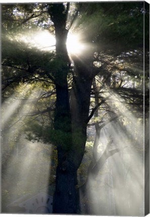 Framed New England, New Hampshire, Sunlight Through Trees Print