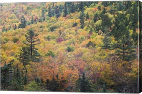 Framed New Hampshire, White Mountains, Crawford Notch, fall foliage by Mount Washington Print