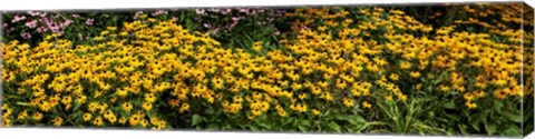 Framed Black-eyed-Susan (Rudbeckia Hirta) in Bloom, Michigan Print