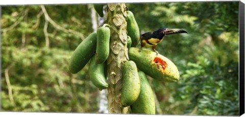 Framed Toucan Bird Feeding on Papaya Tree, Costa Rica Print