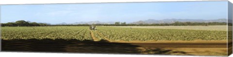 Framed View of Cantaloup Field, Costa Rica Print