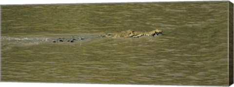 Framed Crocodile in a River, Palo Verde National Park, Costa Rica Print