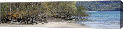 Framed View of Trees on the Beach, Liberia, Guanacaste, Costa Rica Print