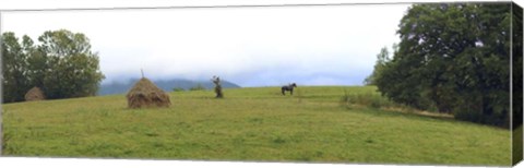 Framed Horse in a Field, Transylvania, Romania Print