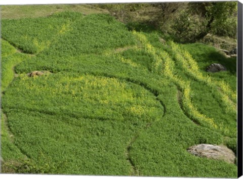 Framed Mustard Growing in a Field, Jawahar Nagar, India Print