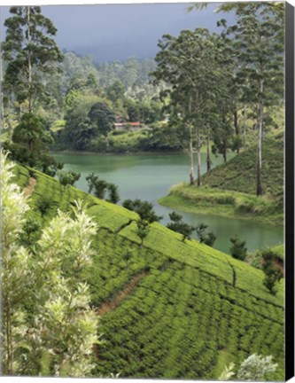 Framed Tea Plantation, Castlereigh Reservoir, Nuwara Eliya, Central Province, Sri Lanka Print