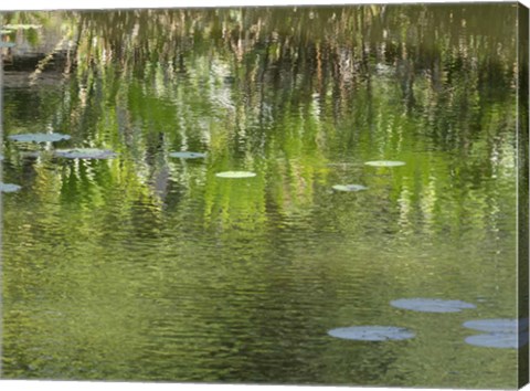 Framed Reflections in Pond at Lunuganga, Bentota, Sri Lanka Print