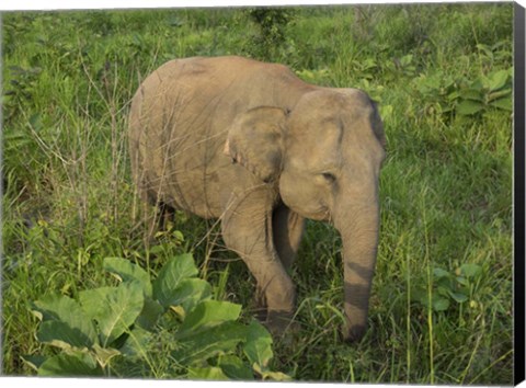 Framed Elephant at Hurulu Eco Park, Sri Lanka Print