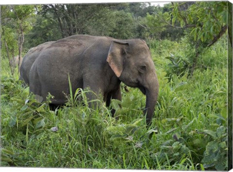 Framed Elephants in Sri Lanka Print