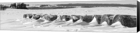 Framed Line of bales drifted with snow in Clayton County, Iowa Print