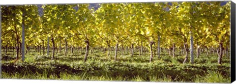 Framed Vineyard, Barcelona, Spain Print