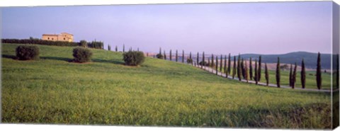 Framed Tree Line, Tuscany, Italy Print