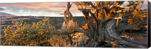 Framed Sunrise Sets a Juniper Aglow, Navajo National Monument, Arizona Print