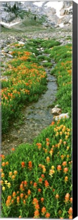 Framed Indian Paintbrush Wildflowers, Grand Teton National Park, Wyoming Print