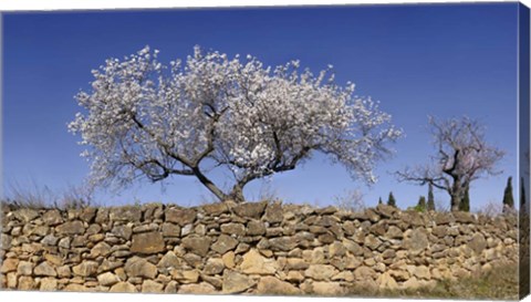 Framed Almond Blossom, Vinaros, Spain Print