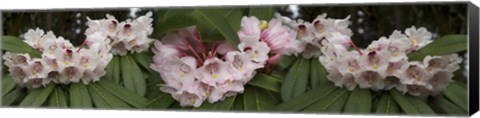 Framed Close-Up of Rhododendron Flowers Print