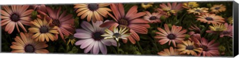 Framed Multi-Colored Daisy Flowers Print