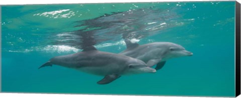 Framed Two Bottle-Nosed Dolphins Swimming in Sea, Sodwana Bay, South Africa Print
