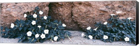 Framed Darura Blooms in Box Canyon, Mecca, California Print