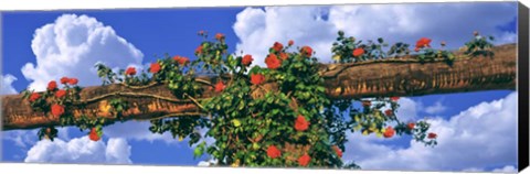 Framed Arbor and Spreading Rose, California Print