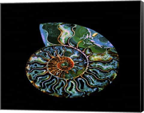 Framed Nautilus I Print