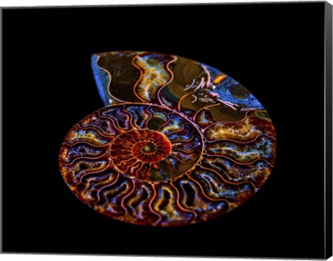 Framed Nautilus II Print