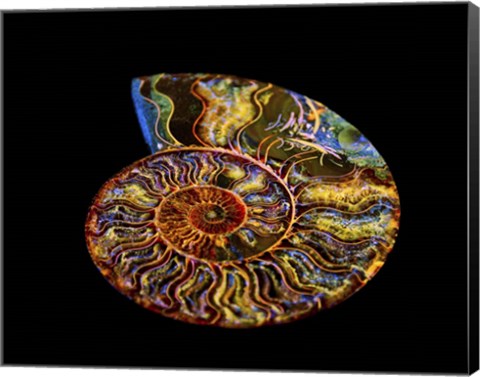 Framed Nautilus III Print